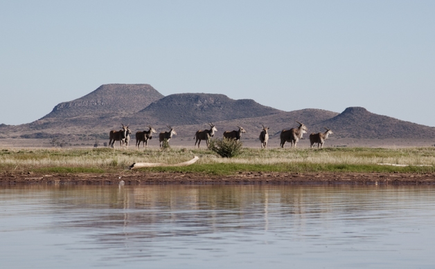 Much of the !Gariep and Vanderkloof dams are bordered by game reserves. Eland were a regular sight and invoked a wilderness feel to this stretch.