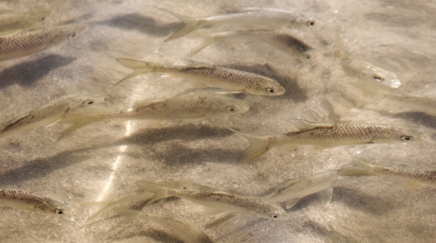 Juvenile Yellowfish were inquisitive fish, often swimming around us when we went for a dip in the river to cool off. 