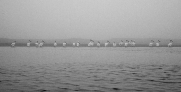 Pelicans on the !Gariep estuary.